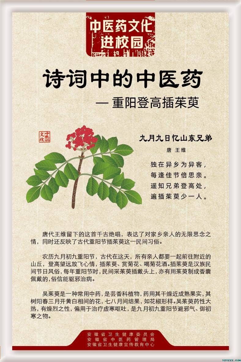 诗词中的中医药——重阳登高插茱萸